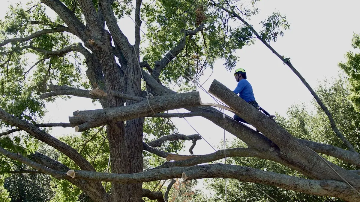 Professional Crown Thinning performed by certified arborists in Roan Mountain